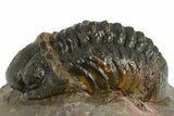 Bargain, Reedops Trilobite - Atchana, Morocco #310644-3